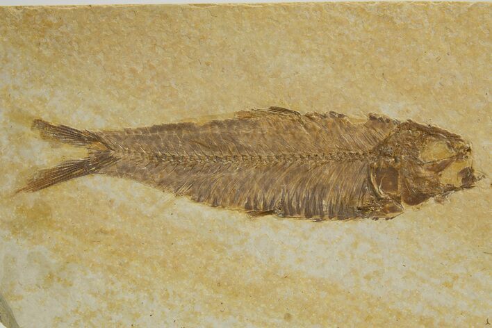 Detailed Fossil Fish (Knightia) - Wyoming #318420
